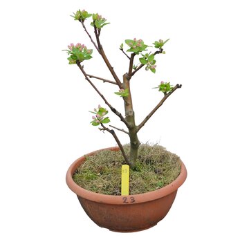 Dutch Wasabi Bonsai appelboom Malus serie 3