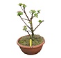 Bonsai appelboom Malus serie 3