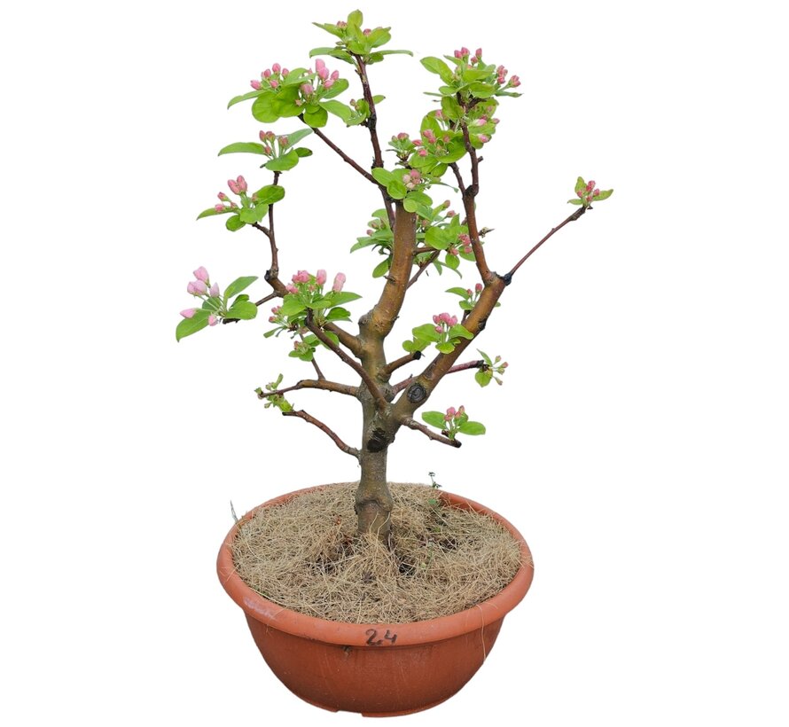 Bonsai apple tree Malus serie 3