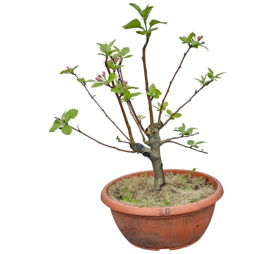 Bonsai appelboom Malus serie 3