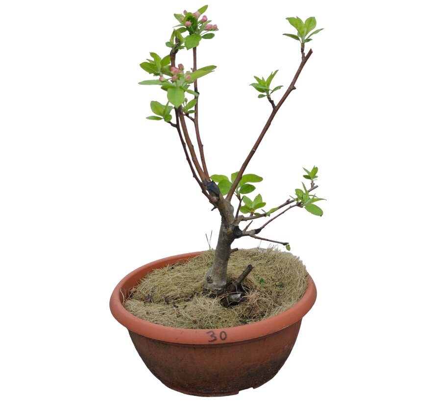 Bonsai appelboom Malus serie 3