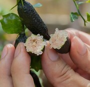 Dutch Wasabi Finger lime boom groot