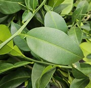 Dutch Wasabi Yuzu leaves 200 gram 100-200