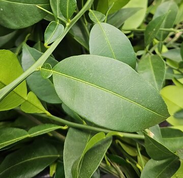 Dutch Wasabi Yuzu leaves 200 gram 100-200