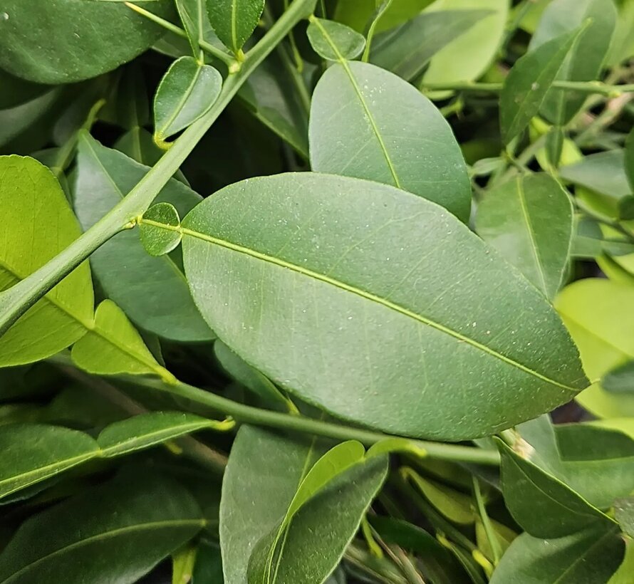 Yuzu blad 200 gram 100-200 stuks