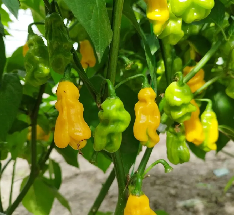 Tomasu Special Sambal