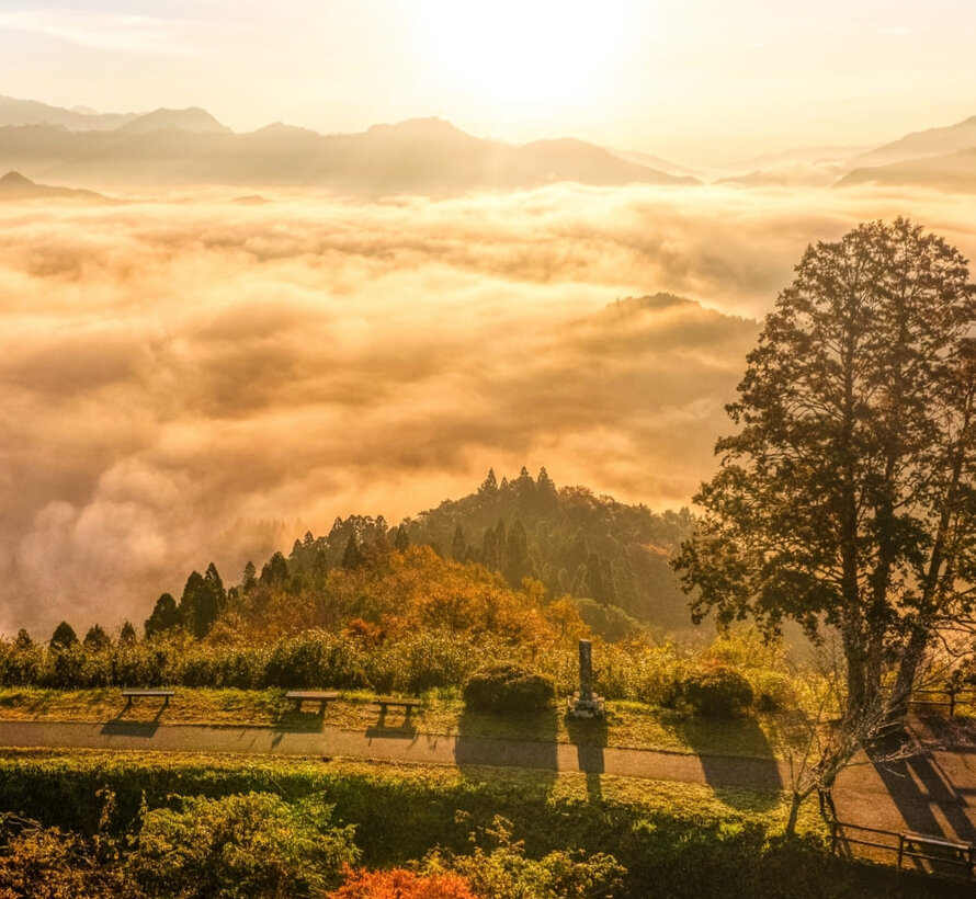 Dried whole shiitake donko (mushroom) - 70 grams