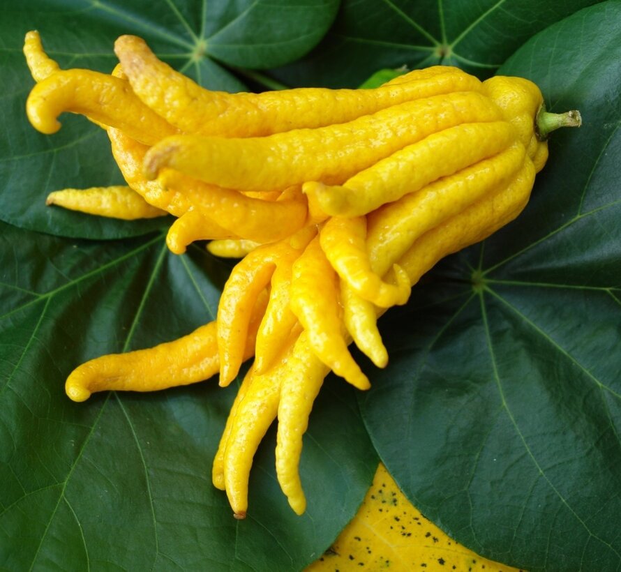 Buddha's hand (vingercitroen) uit Nederland - 1 stuk (< 100 gram)
