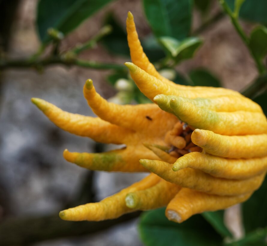 Buddha's hand (fingered citron) from Holland - 1 piece (100-200 grams)