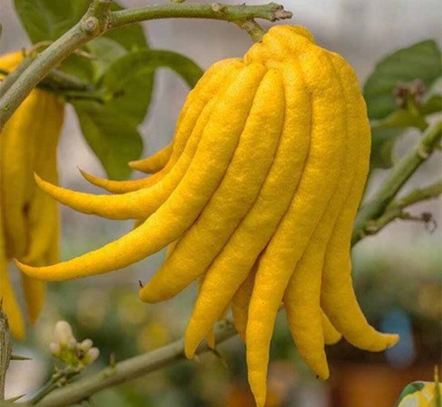 Buddha's hand (fingered citron) from Holland - 1 piece (> 200 grams)