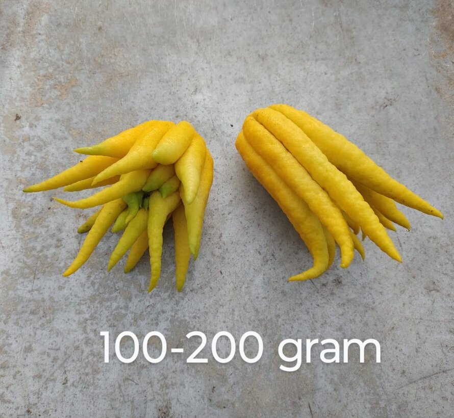 Buddha's hand (fingered citron) from Holland - 1 piece (< 100 grams)