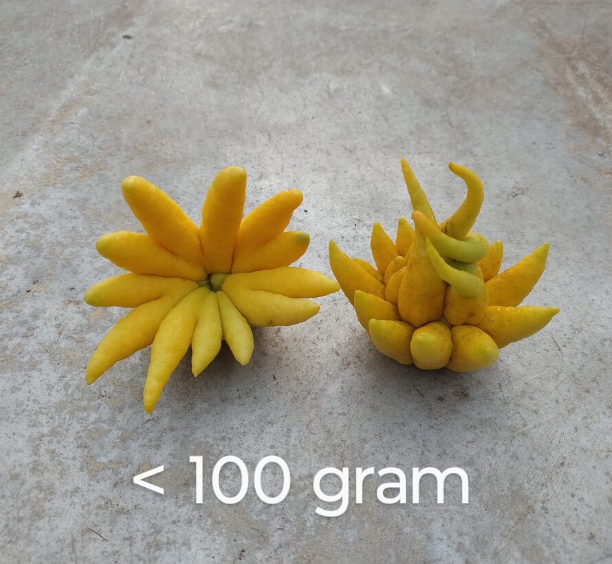 Buddha's hand (fingered citron) from Holland - 1 piece (< 100 grams)