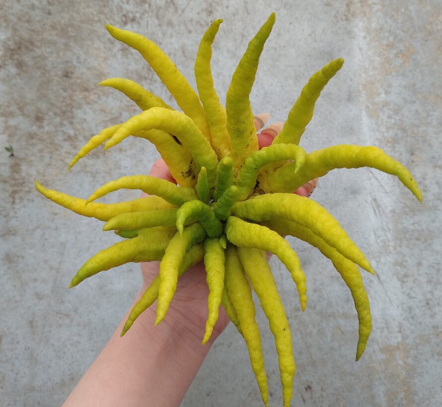 Buddha's hand (vingercitroen) uit Nederland - 1 stuk (100-200 gram)
