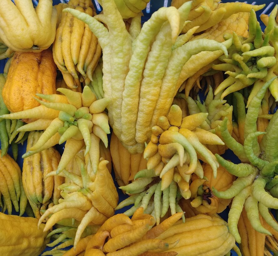 Buddha's hand (fingered citron) from Holland - 1 piece (100-200 grams)