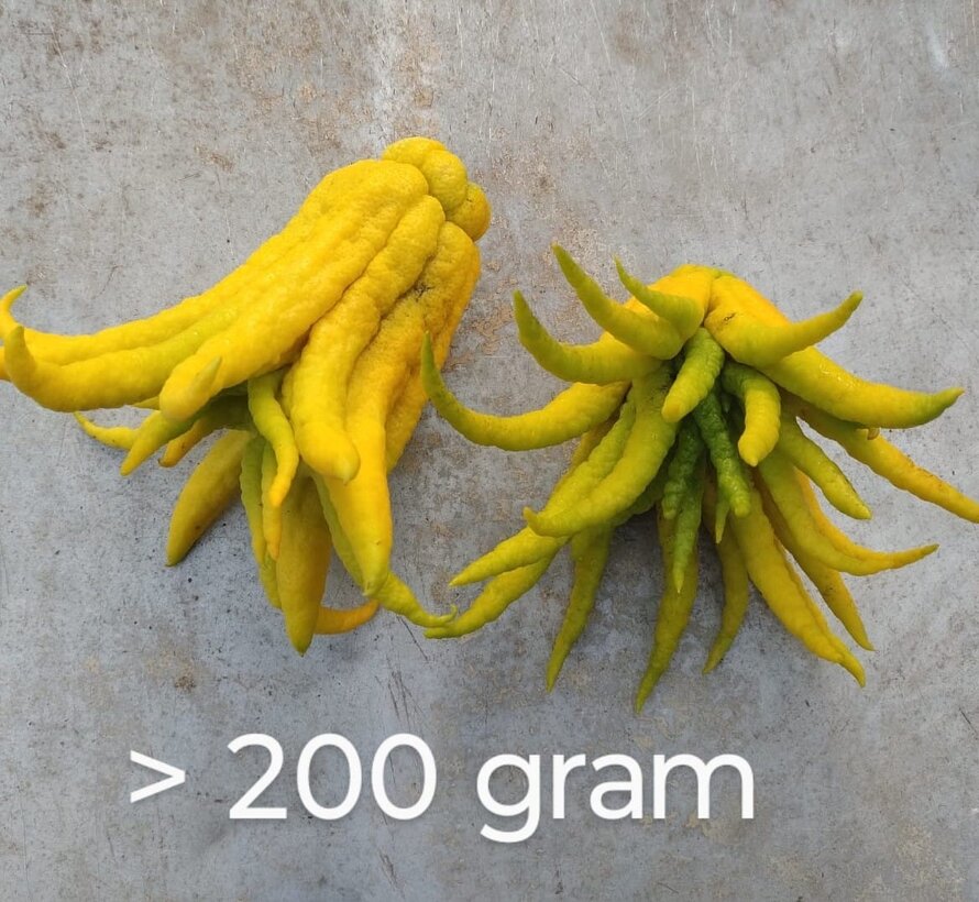 Buddha's hand (vingercitroen) uit Nederland - 1 stuk (100-200 gram)