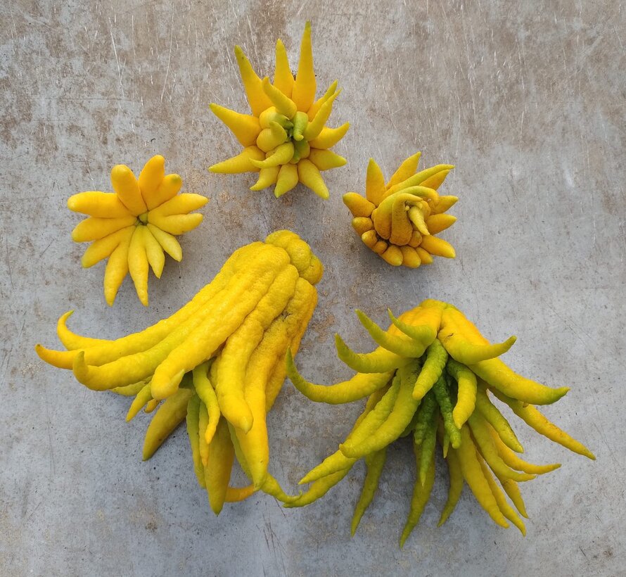 Buddha's hand (vingercitroen) uit Nederland - 1 stuk (> 200 gram)