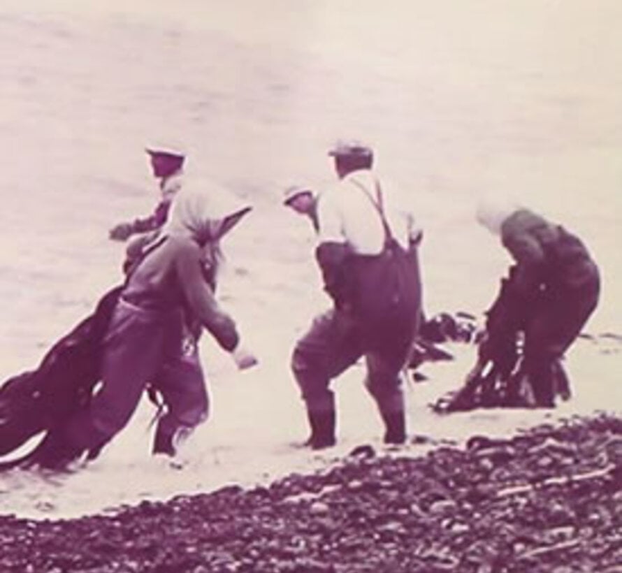 Cut shiroita kombu (for battera sushi) - 100 sheets