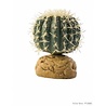 Exo Terra Cactus Small Exo Terra Cactus Small