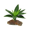 Lucky Reptile Agava small Lucky Reptile Agava small