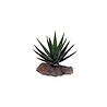 Lucky Reptile Tiger Aloe Lucky Reptile Tiger Aloe