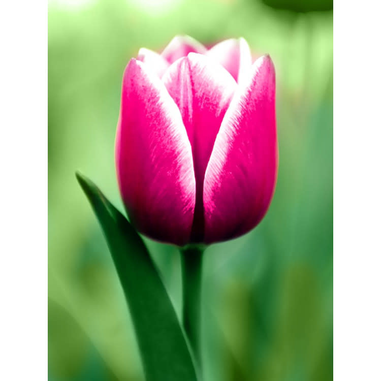 Diamond Painting Kit Tulp 15 x 20cm