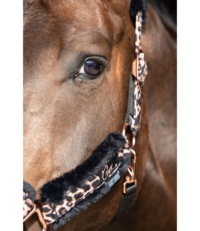 Harry's Horse Halsterset Cats