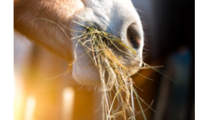 Paard met maagzweer? Dit moet je weten