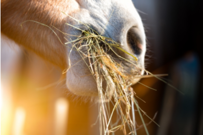 Paard met maagzweer? Dit moet je weten