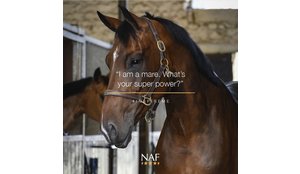 De Oestrogeencyclus bij sportmerries