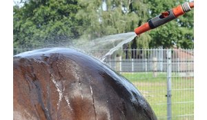 Paarden en warm weer: 10 tips bij hitte