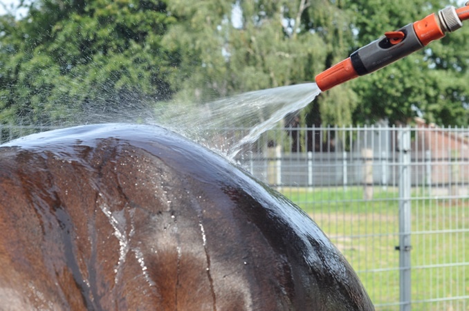 Paarden en warm weer: 10 tips bij hitte