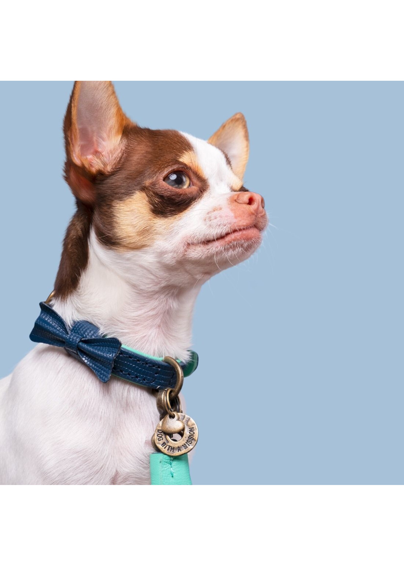 Chihuahua collars deals