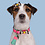 Dog with a Mission Blossom Collier