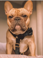 DogStories VELVY HARNESS