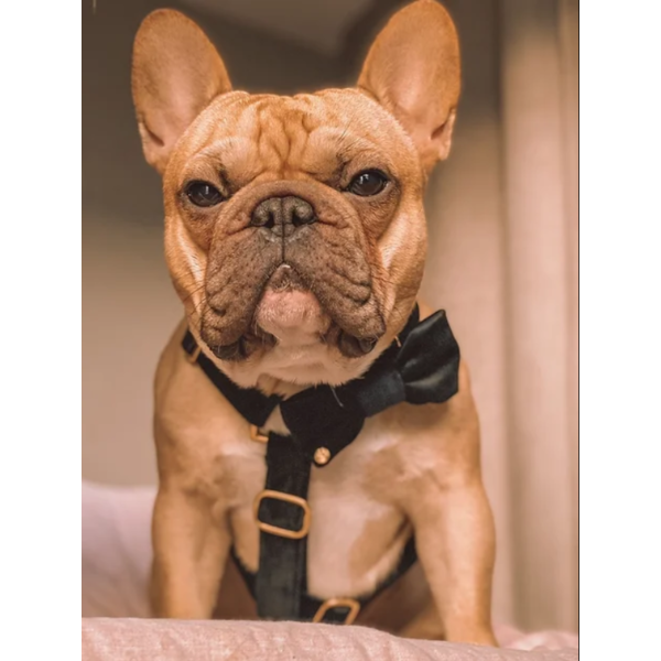 DogStories VELVY HARNESS