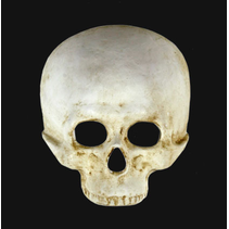 Teschio Skull