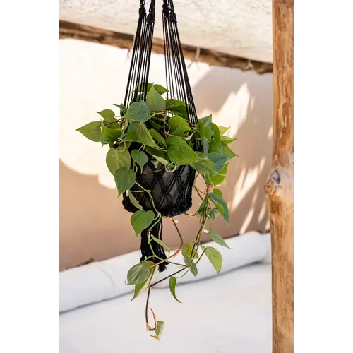 Bazar Bizar The Macrame Plant Holder - Black - L