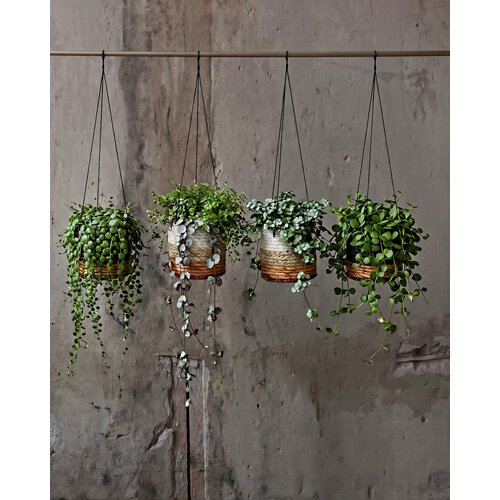 Bazar Bizar The Banana Plant Hanger - Natural White