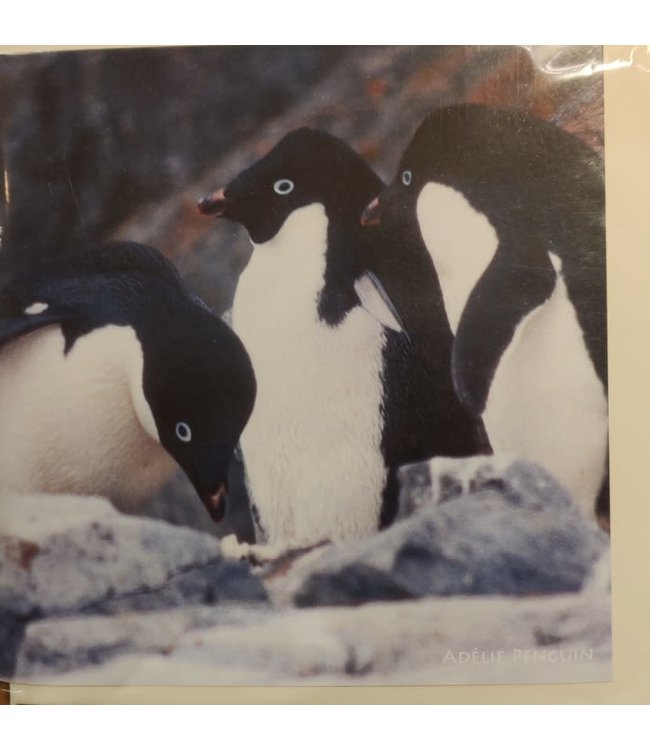 Really Wild Cards | Wenskaart met Geluid | Endangered Wildlife |  Adelie Pinguïn