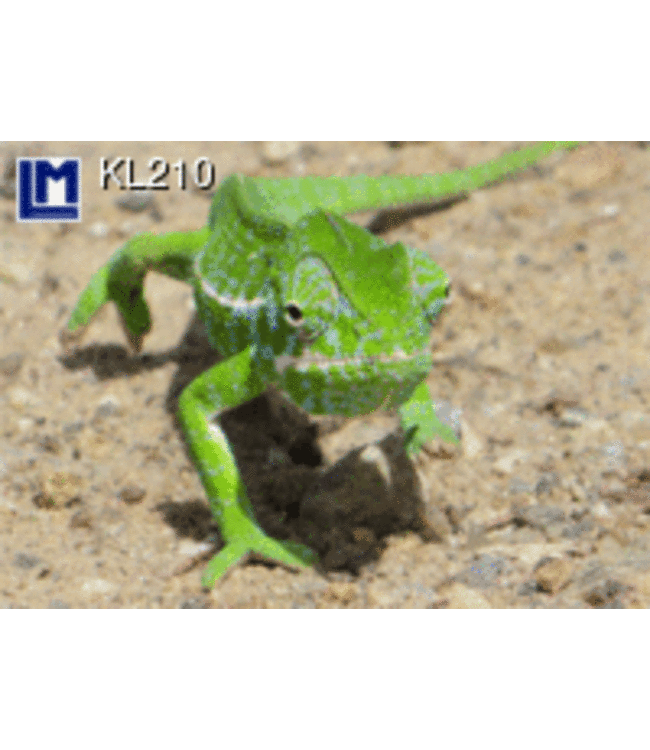 Lenticulaire Kaart Bewegend | Lachende Kameleon