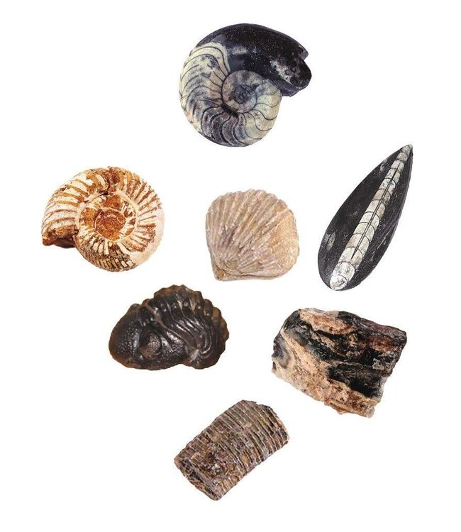 Moses | Expeditie Natuur | Uithakset Fossielen | 7+