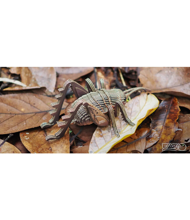 Eugy | 3D Cardboard Model Kit | Insects | Sprinkhaan | 6+