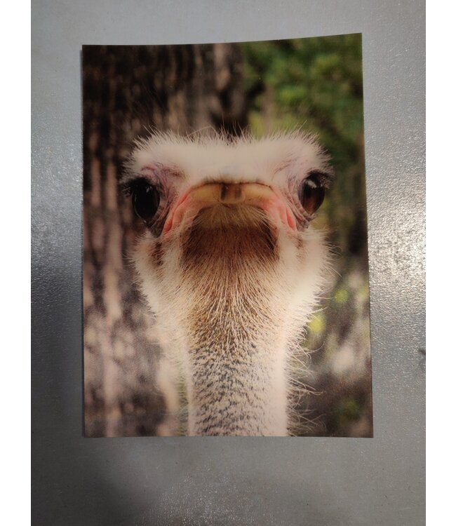 Lenticulaire Kaart Bewegend | Lachende Struisvogel