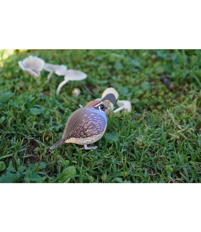 Eugy | 3D Cardboard Model Kit | Bird Life | Quail - Kwartel | 6+