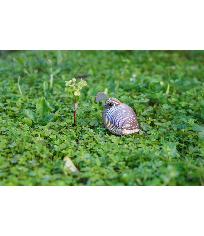 Eugy | 3D Cardboard Model Kit | Bird Life | Quail - Kwartel | 6+