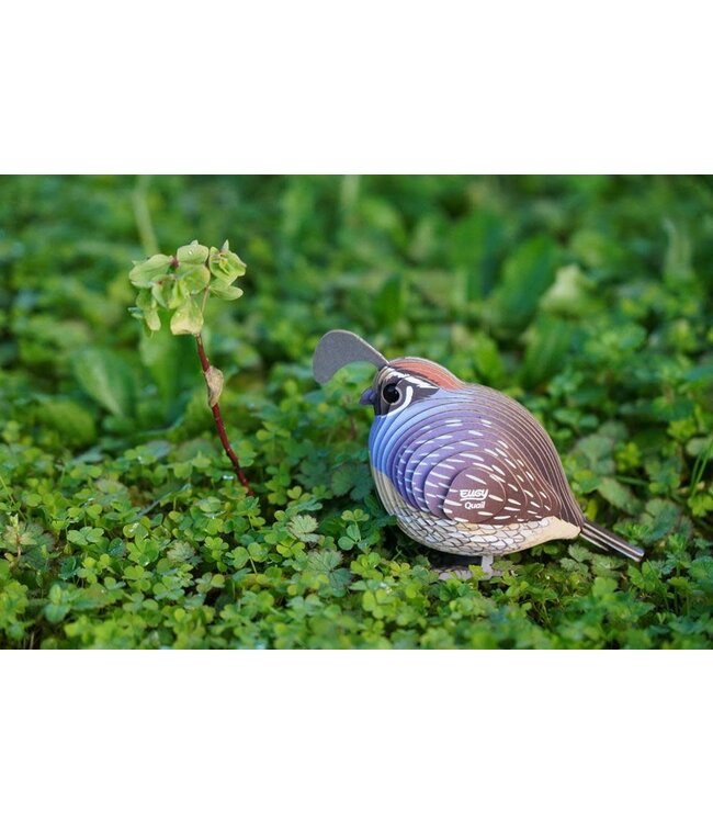 Eugy | 3D Cardboard Model Kit | Bird Life | Quail - Kwartel | 6+