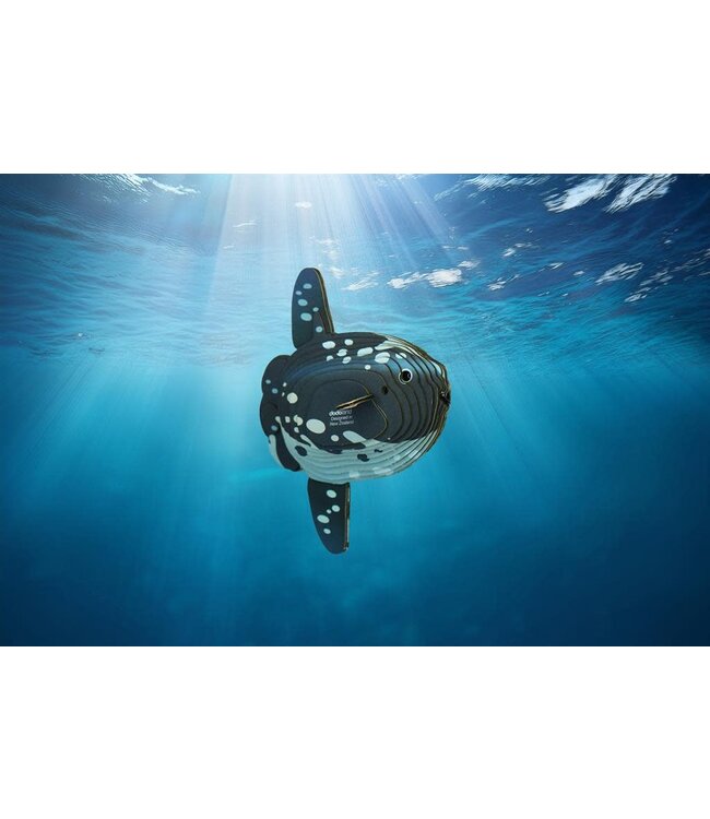 Eugy | 3D Cardboard Model Kit | Sea Life | Mola Mola | Ocean Sunfish - Maanvis | 6+