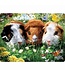 Live-Life Live Life | 3D | Ansichtkaart | 15,4 x 11,3 cm | Guinea Pigs