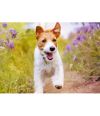 Live-Life Live Life | 3D | Ansichtkaart | 15,4 x 11,3 cm | Jack Russel