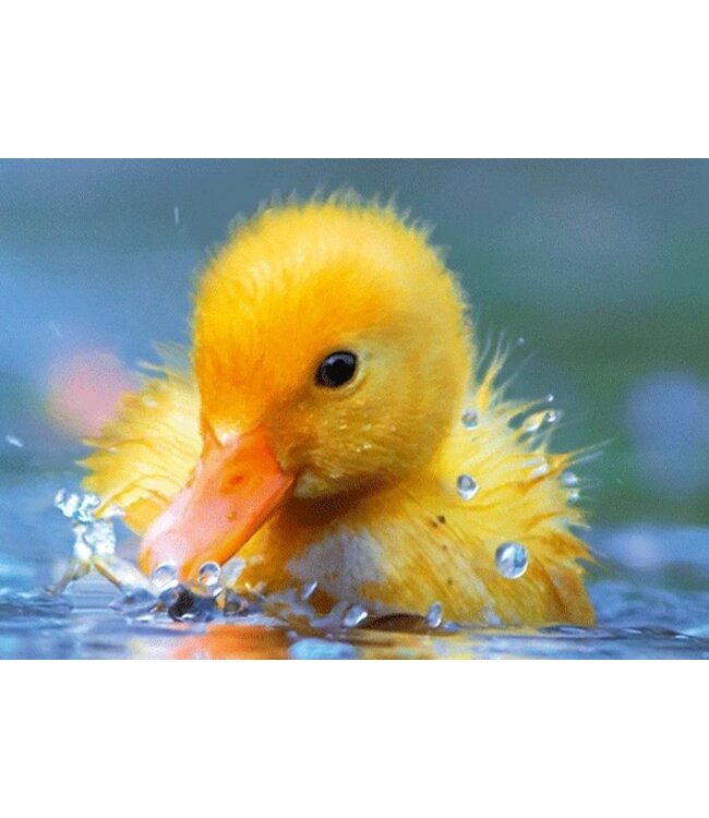 Live Life | 3D | Ansichtkaart | 15,4 x 11,3 cm | Kuiken